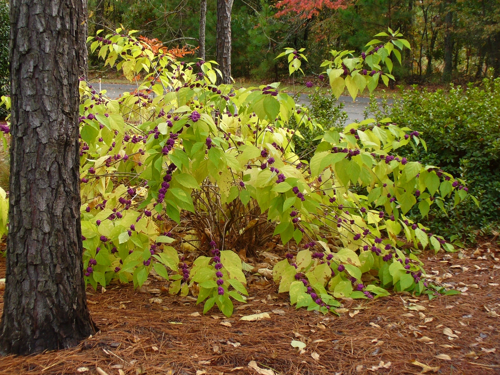 form in fall in Moore County